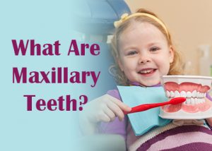 What are Maxillary Teeth?